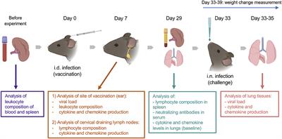 Enhanced Efficacy of Vaccination With Vaccinia Virus in Old vs. Young Mice